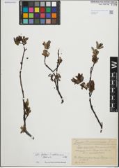 Foto von Salix foetida Schleich. ex DC. x Salix waldsteiniana Willd.